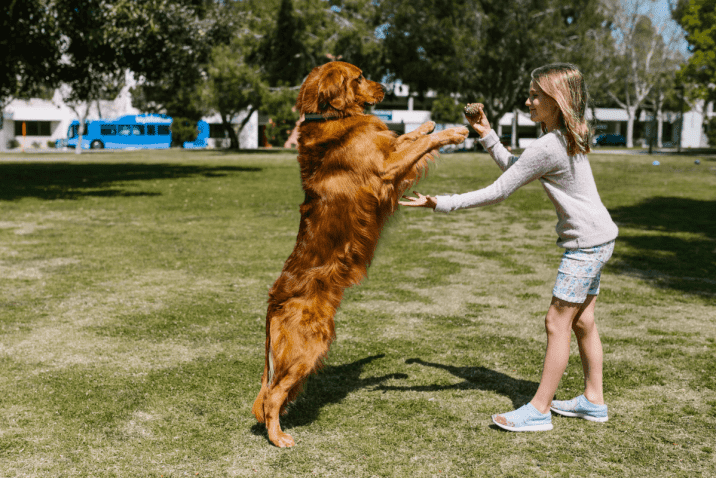 куче си играе с момиче на поляната