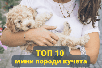 Топ 10 мини породи кучета