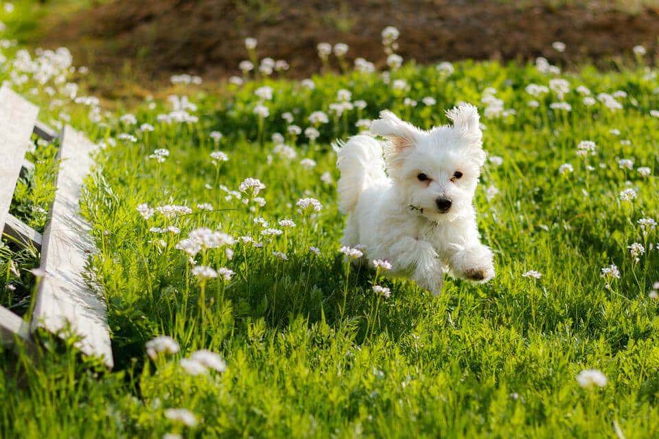 малтийска болонка бяга на тревата