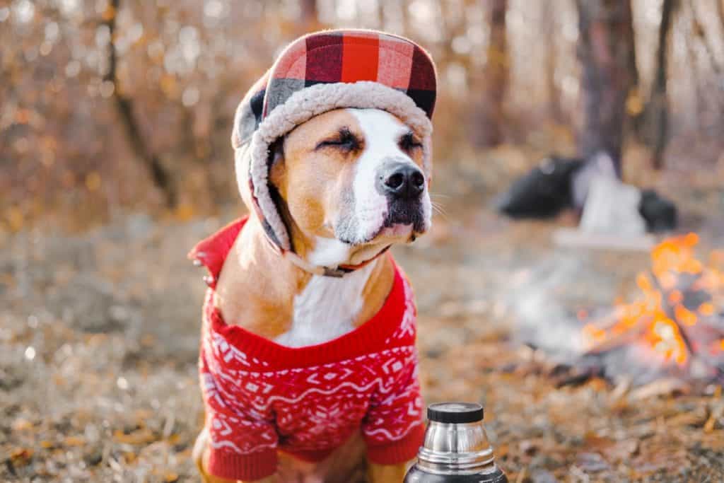 Куче с червен пуловер и шапка