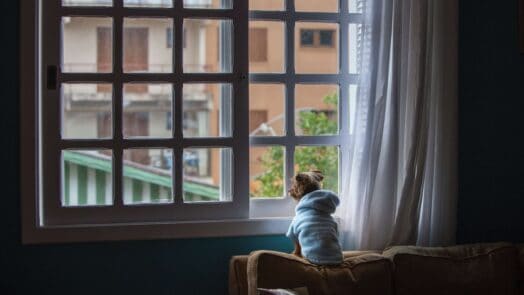 Куче чака стопанина си пред прозореца