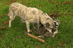 Куче намерило много трюфели