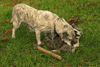 Куче намерило много трюфели