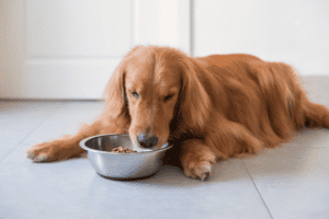 Куче яде от паничката си